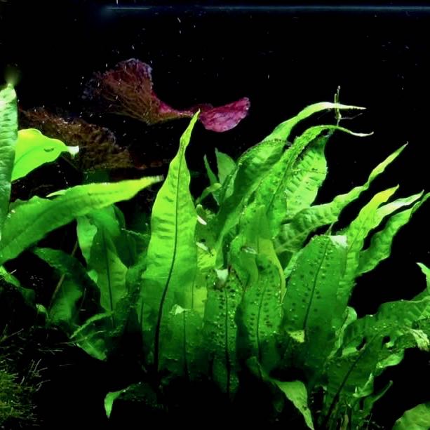 Microsorum pteropus in pot